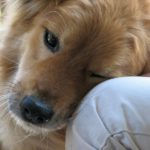 cose_la_pet_therapy