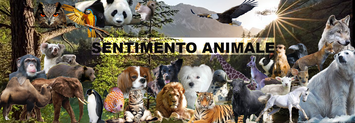 Sentimento Animale