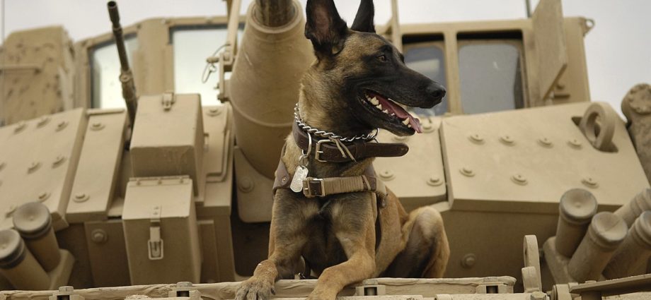 military_war_dog