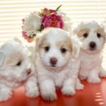 monta_canina_a_chi_spettano_i_cuccioli