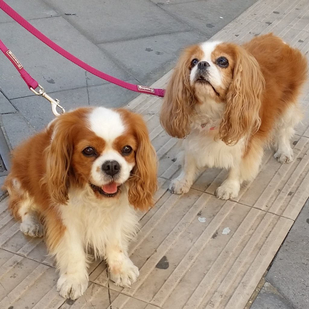 CAVALIER KING
Mela (Olandese)
Tea (Tedesca)
vivono a Roma