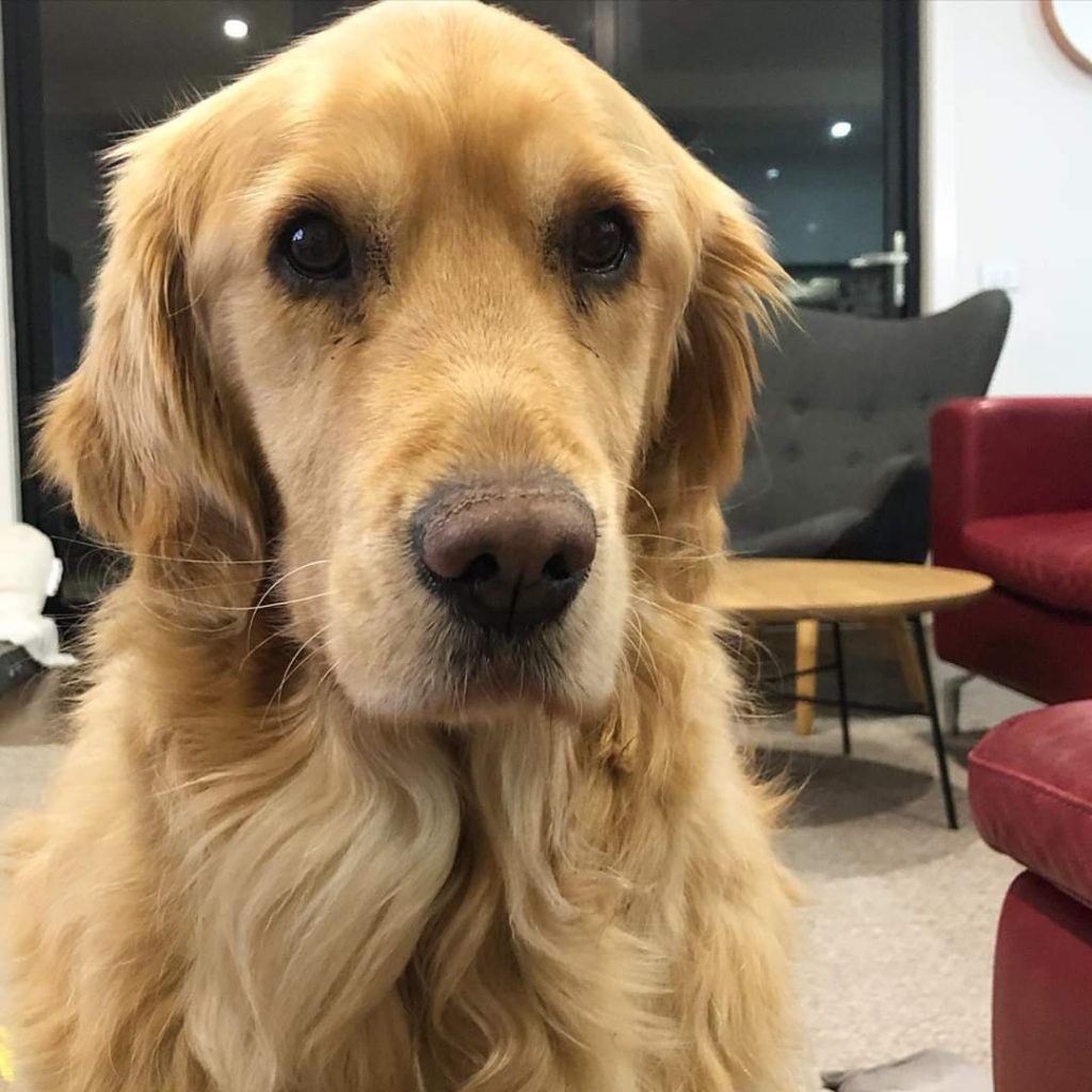 CharlieBear Golden Retriever (Melbourne-Australia)