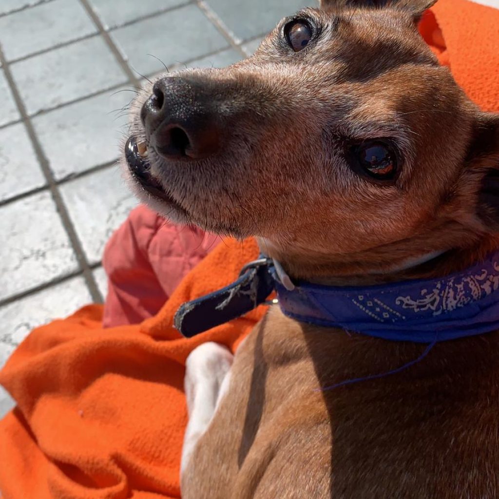 MILO (padre Jack Russel e madre Pinscher) Parghelia (VV)