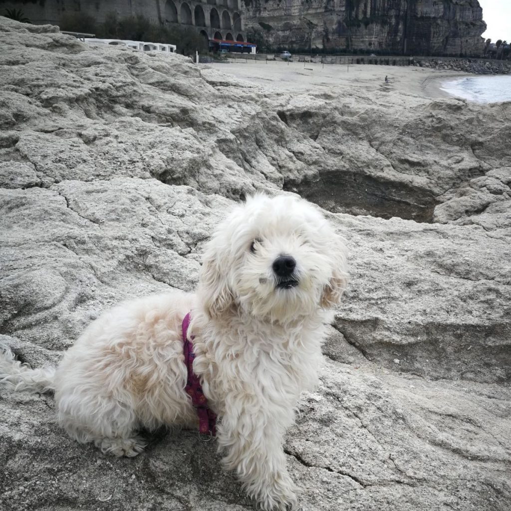 Molly ( padre barboncino, madre maltese) Tropea (VV)