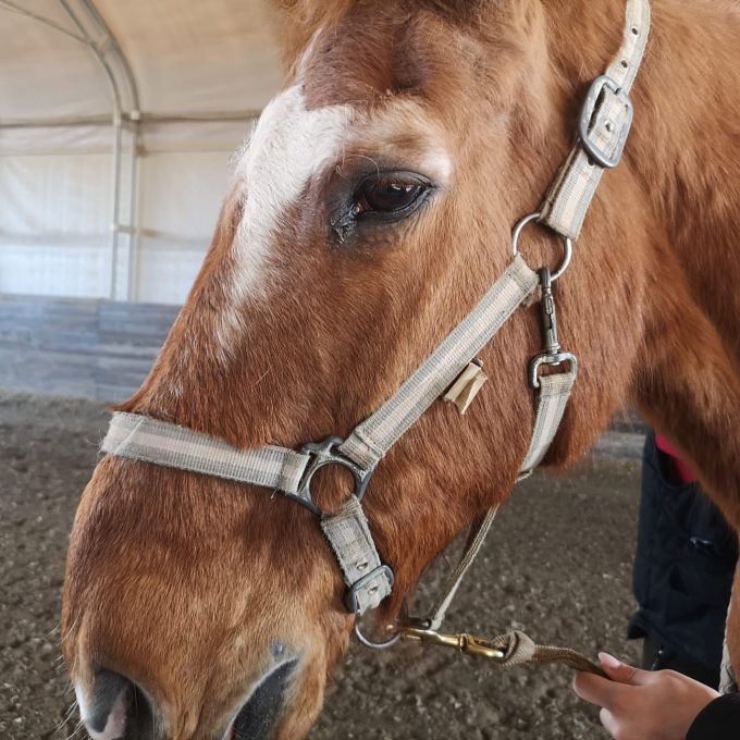 Pet therapy ippoterapia