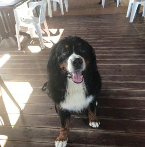 Ermes - Bovaro del Bernese (TRopea)