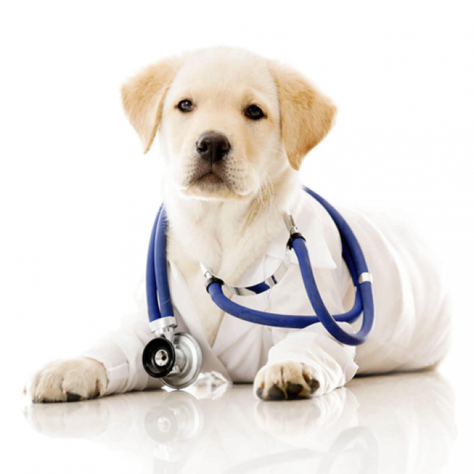 il veterinario risponde